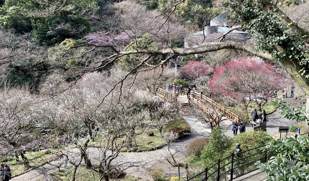 🌸 아타미 매화원 (아타미 바이엔) 이미지 10